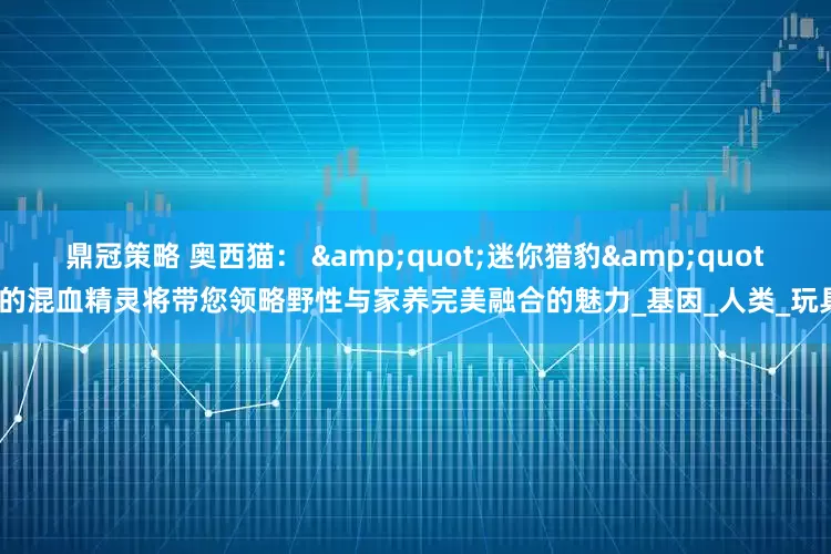鼎冠策略 奥西猫： &quot;迷你猎豹&quot;的混血精灵将带您领略野性与家养完美融合的魅力_基因_人类_玩具